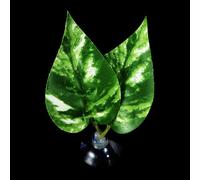 Betas Fish Leaf Pad Double Leaf Hammock Break Bed Safety Environment Beta Spooning Bed Aquarium Landscape Accessories Accessories