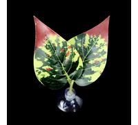 Betas Fish Leaf Pad Double Leaf Hammock Break Bed Safety Environment Beta Spooning Bed Aquarium Landscape Accessories Accessories