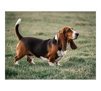 Betkuzoka Basset Hound Dog Diamond Art Painting DIY Kits Stitch Diamond Dots 5D Full Round Drill Gem Painting Paint by Diamonds for Beginners Home Living Room Bedroom Decor 12x16 Inch