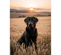 Betkuzoka Black Labrador Retriever Diamond Art DIY Kits Stitch Diamond Dots Painting 5D Full Round Drill Rhinestone Art Paint by Diamonds for Beginners Home Living Room Bedroom Decor 12x16 Inch