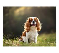 Betkuzoka Diamond Art DIY Kits Cavalier King Charles Spaniel Dog Stitch Diamond Painting 5D Full Round Drill Gem Art Paint by Diamonds for Beginners Home Living Room Decor 12x16 Inch