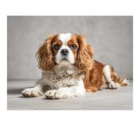 Betkuzoka Diamond Art DIY Kits Cavalier King Charles Spaniel Dog Stitch Diamond Painting 5D Full Round Drill Crystal Painting Paint by Diamonds for Beginners Home Living Room Decor 12x16 Inch