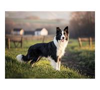 Betkuzoka Diamond Dots DIY Kits Border Collie Dog Stitch Diamond Art Painting 5D Full Round Drill Crystal Paint by Diamonds for Beginners Home Living Room Bedroom Decor 12x16 Inch