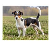 Betkuzoka Jack Russell Terrier Dog Diamond Art Painting DIY Kits Stitch Diamond Dots 5D Full Round Drill Paint by Diamonds Crystal Painting for Beginners Home Living Room Bedroom Decor 12x16 Inch