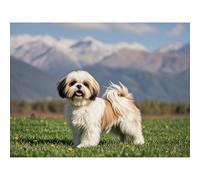 Betkuzoka Lhasa Apso Dog Puppy Diamond Art DIY Kits Stitch Diamond Painting 5D Full Round Drill Crystal Paint by Diamonds for Beginners Home Living Room Bedroom Office Decor 12x16 Inch