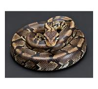 Betkuzoka Python Snake Diamond Painting DIY Kits Stitch Diamond Art Paint by Diamonds 5D Full Round Drill Crystal Painting for Beginners Home Living Room Bedroom Decor 12x16 Inch