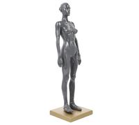 BETOOKY 30Cm Female Muscle Structure Model with Resin Base Human Body Anatomical Drawing Reference for Artists Science Education and Fitness Study Random Color Random Color