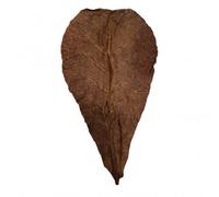 Betta Catappa Leaves Xl Pack Of 25 Ideal For Aquatic Habitats And Pet Care