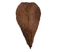 Betta Choice Catappa Leaves XL x 10 Sea Almond Tree