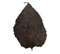 Betta Choice Mulberry Leaves x 10 Aquarium Décor