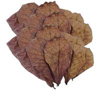 Betta Shrimp Leaf - Almond Leaf for Betta Fish, Shrimp Stealth Environment, Natural Dried Almond Leaf, Aquarium Water Conditioner, Supports Fish Health, Cattappa Leaf Aquarium Terminalia Trancatula