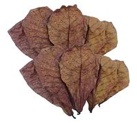 Betta Shrimp Leaves - Betta Tank Leaves | Premium Catappa Indiian Almond Leaves | Betta Water Conditioner Leaves | PH Balance Water Conditioner For Aquarium, Turtle Tank, Fish Tank For Turtles, Shrimp