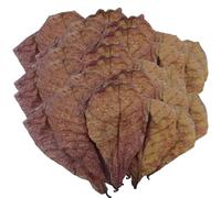 Betta Shrimp Leaves - Fish Almond Leaves, Catappa Indian Almond Leaves | Catappa Hound Aquarium Terminalia truncatula FEAF Pescho Fish Tank Water Quality Regulator