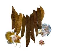 BettaLeaf Comfort Zone Fish Indian Almond Leaves Slice in Pieces Leaf ready to use 45 Grams Pack (80~100 Pieces) | Best Gold Brown Quality | Fish Tank for Betta Fish Shrimp Crayfish, for Fish Healthy
