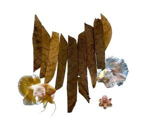 BettaLeaf Comfort Zone Fish Indian Almond Leaves Slice in Pieces Leaf ready to use 45 Grams Pack (80~100 Pieces) | Best Gold Brown Quality | Fish Tank for Betta Fish Shrimp Crayfish, for Fish Healthy