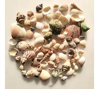 BetterJonny 250+ Grams Sea Shells Mixed Beach Seashells of 2-6 CM Natural Conch Scallop Shell for Beach Theme Party DIY Crafts Vase Fillers Home Wedding Decorations FishTank Supplies