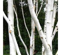 Betula Jacquemontii | Single Stem Himalayan Birch | Garden Tree | 5-6Ft