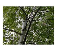 Betula Pendula Silver Birch Tree Pack of 3 Trees 5-6ft Tall Supplied in 3/4 Litre Pots