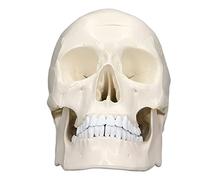 Beufee Human Skull Model, Life Size Replica Adult Human Anatomy Head Model for Medical Student Anatomy Study Course