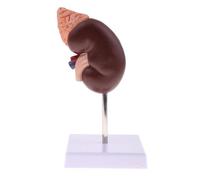 Beufee Life Size Human Kidney Model, Educational Anatomy Replica Two Part Structure Teaching Tool with 24 Markers for Classroom