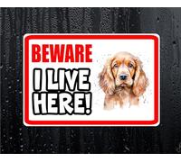 Beware I Live HERE - Cocker Spaniel House/Home Window/Door/Porch Printed Sticker