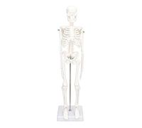 Bewinner 45CM Mini Skeleton Model Human Body Bone Structure with Movable Arms Legs and Stand for Anatomy Learning, PVC Human Skeleton for Students Chiropractors and Halloween