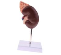Bewinner Human Kidney Anatomy Model with 24 Markers - Detailed Anatomical Teaching Tool for Education, Doctors Office & Health Courses