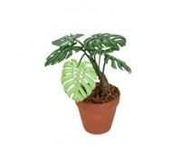 Bffcnl Miniature Monstera Potted Plant Dollhouse Tiny Display Birch Craft With Split Leaves And Pot Detail Suitable for dollhouse scenes shelves desks small decor nooks styled mini 7cmx9.8cm