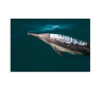 BFTIUTG Dolphin Surfacing from The Ocean Scene Print Canvas Poster Wall Art Decor Print Picture Paintings for Living Room Bedroom Decoration 24x36inch(60x90cm)