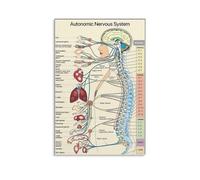 BHBHCPZGR Autonomic Nervous System Diagram - Anatomy Reference Poster, Clean Design Canvas Wall Art for Office, Study, or Healthcare Environment Unframed,12x18inch(30x45cm)