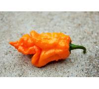 Bhut Orange Copenhagen Chilli Seeds - 10 Fresh Seeds