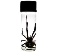 BicBugs Wet Specimen Real Black Widow Spider LATRODECTUS MACTANS Preserved in Vial