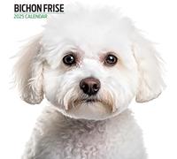 Bichon Frise 2025 Modern Calendar