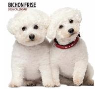 Bichon Frise 2026 Modern Calendar