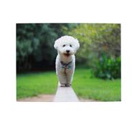 Bichon Frise Bokeh Pets Dogs Park White Dogs,500 Pieces Puzzles for Adults-Wooden Jigsaw Puzzle for Adults Elderly