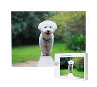 Bichon Frise Bokeh Pets Dogs Park White Dogs,500 Pieces Wooden Jigsaw Family Game Jigsaw Puzzles for Adults Teens Home Decor