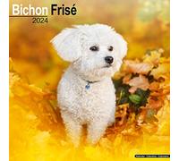 Bichon Frise Calendar 2024 | Square Dog Breed Wall Calendar - 16 Month