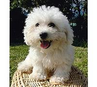 Bichon Frise Cross Stitch Kits for Adults Advanced Embroidery Kit Pre-Printed Stamped Cross Stitch Kit Beginners Kids UK Animals Spring 11CT