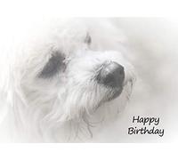 Bichon Frise Dog Birthday Greeting Card