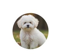 Bichon Frise Dog Car Air Fresheners Cards 4 Pcs Long Lasting Car Fresheners Gifts for Men Women Auto Aromatherapy Tablets Hanging Scented Card Rearview Mirror Pendant - Lavender Scent