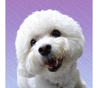Bichon Frise Dog Greeting Card - Square