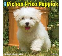 Bichon Frise Puppies 2026 12 X 12 Wall Calendar