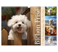 Bichon frisé, white doggy with curly hair UK-Version (Wall Calendar 2026 DIN A3 Landscape), CALVENDO 12 Month Wall Calendar