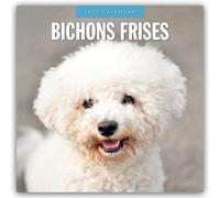Bichons Frises 2025 Square Wall Calendar