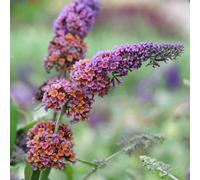 Bicolor Butterfly Bush Outdoor Shrub Plant Buddleja x Weyeriana 2L Pot Plant Theory Green One Size