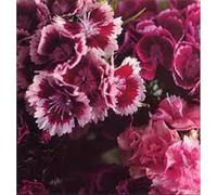 Biff Bang Pow - The Girl Who Runs The Beat Hotel [VINYL]