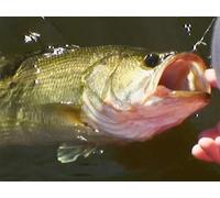 Big Bass Below the Border | Part 2- Mazatlan