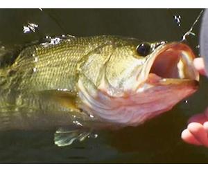 Big Bass Below the Border | Part 2- Mazatlan