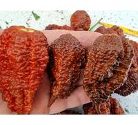 Big Black Mama Chilli Seeds - 10 Fresh Seeds