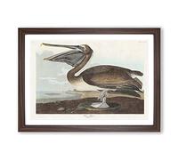 Big Box Art A Brown Pelican by John James Audubon Framed Wall Art Picture Print Ready to Hang, Walnut A2 (62 x 45 cm)